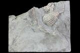 Multiple Crinoid Fossils ( Species) - Gilmore City, Iowa #86753-2